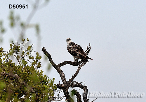Osprey (Pandion haliaetus)
